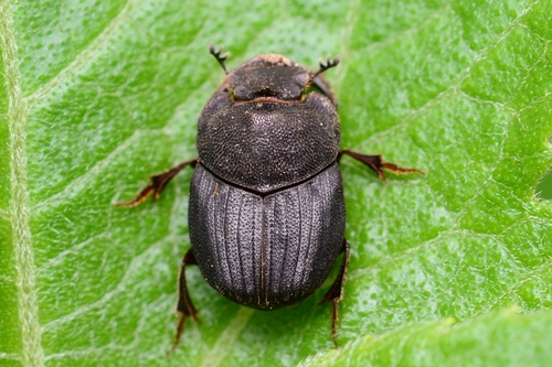Caccobius christophi