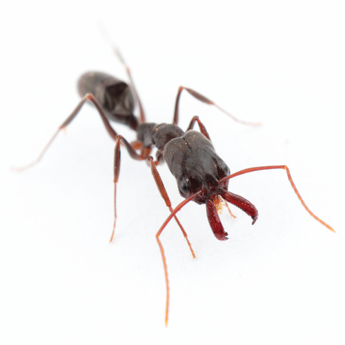 Troglodyte Trap-jaw ant (Odontomachus troglodytes) · iNaturalist