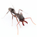 Troglodyte Trap-jaw Ant - Photo (c) Ludwig Eksteen, all rights reserved, uploaded by Ludwig Eksteen