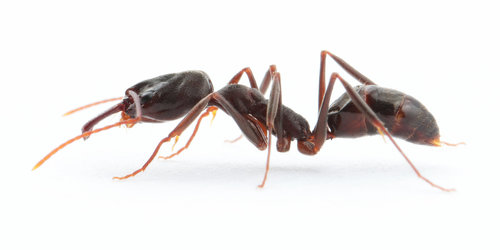 Troglodyte Trap-jaw ant