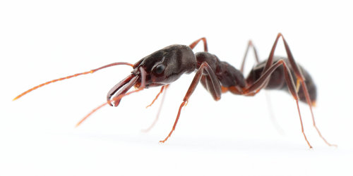Troglodyte Trap-jaw ant