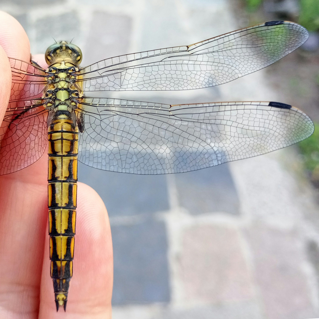 Рівночеревець решітчастий (Odonata of Ukraine / Бабки України ...
