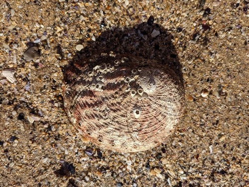 blacklip abalone