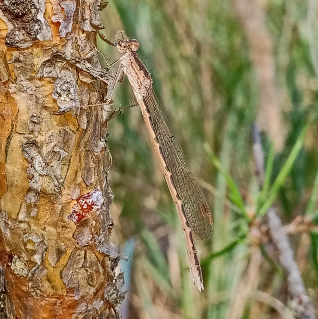 Сіролютка кільчаста (Odonata of Ukraine / Бабки України) · iNaturalist