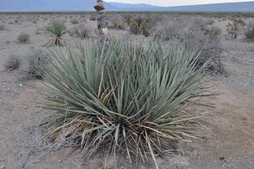 rigid blue yucca