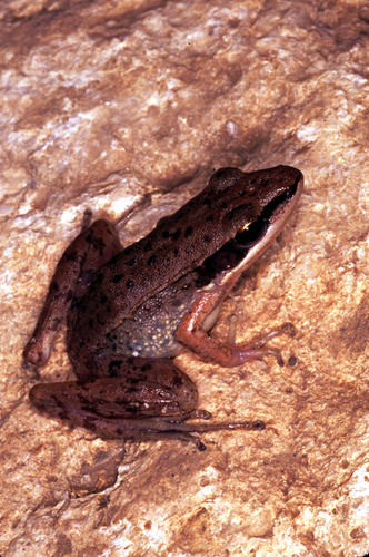 Nicobar Cricket Frog - Photo (c) Paul Freed, all rights reserved, uploaded by Paul Freed