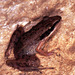 Nicobar Cricket Frog - Photo (c) Paul Freed, all rights reserved, uploaded by Paul Freed