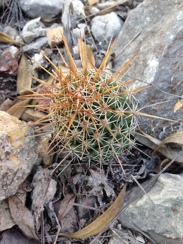 Coryphantha octacantha