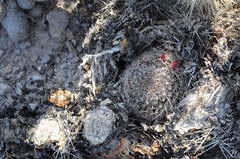 Variety Mammillaria heyderi bullingtoniana  iNaturalist