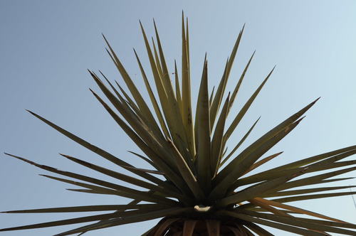 rigid blue yucca