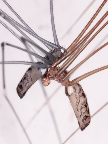 Pale Cellar Spider