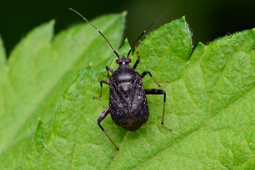 Proboscidocoris varicornis · iNaturalist