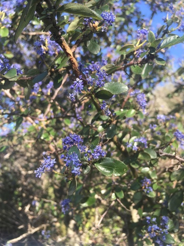 Hairy Ceanothus