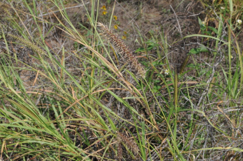 buffelgrass from ANP Río la silla on September 19, 2011 at 12:10 PM by ...