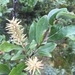 Salix glauca - Photo (c) James Kamstra, todos los derechos reservados, uploaded by James Kamstra