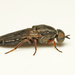 House Windowfly - Photo (c) David Beadle, all rights reserved, uploaded by David Beadle