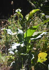 Zantedeschia aethiopica image