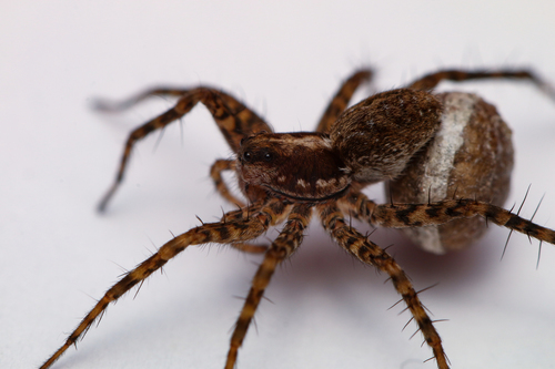 Pin-Stripe Wolf Spider Complex
