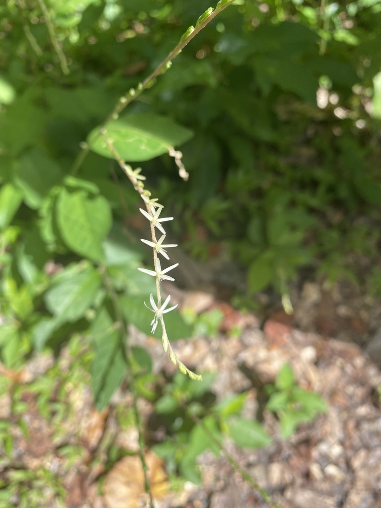 Petiveria alliacea — a medium houseplant, prefers full sun light