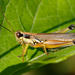 Atlantic Grasshopper - Photo (c) Chris Rorabaugh, all rights reserved, uploaded by Chris Rorabaugh