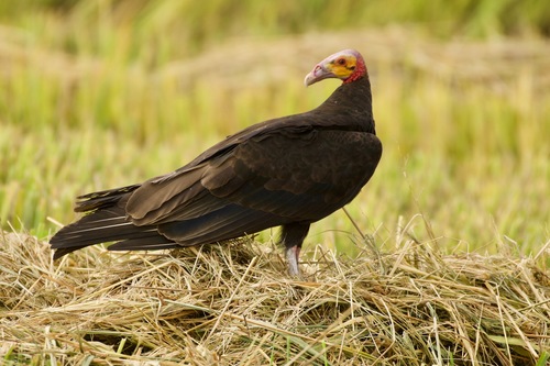 Cathartes burrovianus image