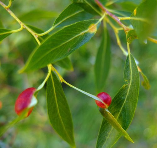 Lemmon's willow (Salix lemmonii)