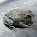 Juliaca Four-eyed Frog - Photo (c) Paul Freed, all rights reserved, uploaded by Paul Freed