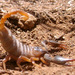 Opistophthalmus pluridens - Photo (c) Ryan Daniels, all rights reserved, uploaded by Ryan Daniels