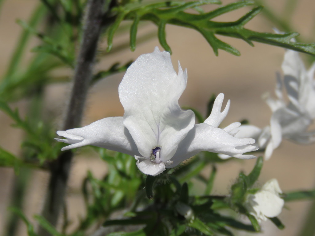 Schizanthus
