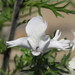 Schizanthus candidus - Photo (c) valentina, todos los derechos reservados, subido por valentina