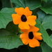 Black-eyed Susan Vine - Photo (c) Juan Miguel Artigas Azas, all rights reserved, uploaded by Juan Miguel Artigas Azas