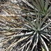 Echinoagave striata falcata - Photo (c) Miguel González Botello, all rights reserved, uploaded by Miguel González Botello