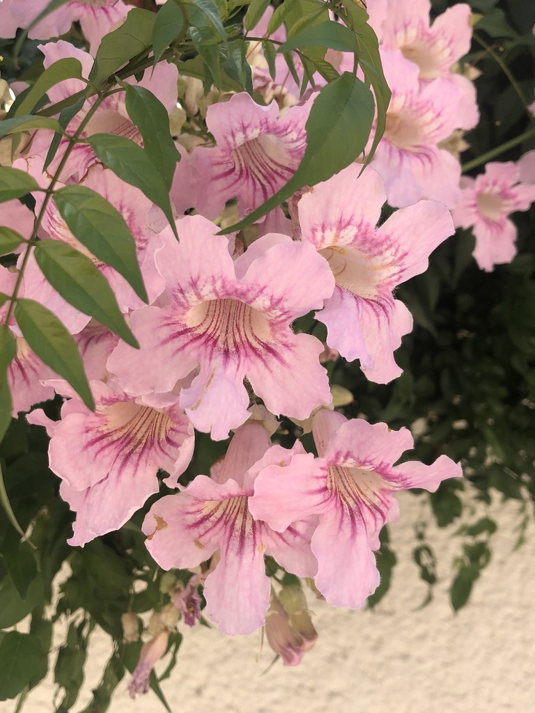 Podranea ricasoliana — an easy houseplant, prefers full sun light