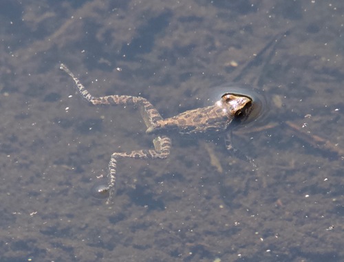 iNaturalist observation photo of Pacific chorus frog