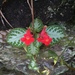 Episcia reptans - Photo (c) Deshan Tennekoon, all rights reserved, uploaded by Deshan Tennekoon
