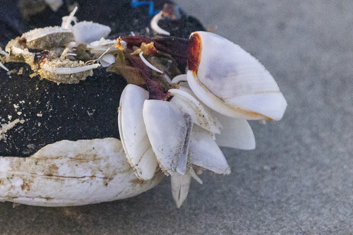 photo of Pelagic Gooseneck Barnacle (Lepas anatifera)