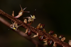 Bulbophyllum maximum - Photo (c) Warren McCleland, todos los derechos reservados, subido por Warren McCleland