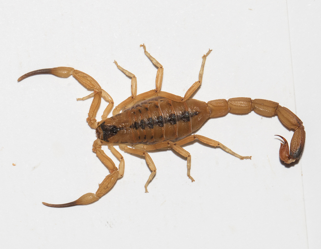 Escorpião-amarelo-do-nordeste (Tityus stigmurus) · BioDiversity4All