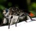 Andrenosoma cruentum - Photo (c) Jay L. Keller, todos los derechos reservados, subido por Jay L. Keller