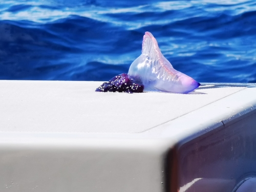 photo of Portuguese Man O' War (Physalia physalis)