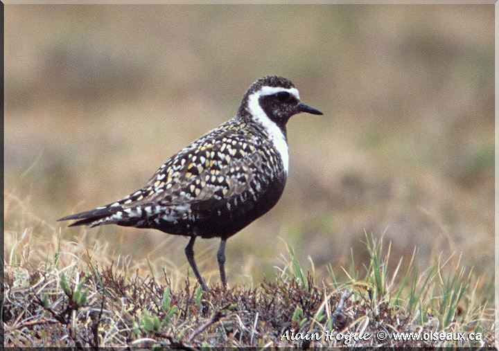 American Golden-Plover from Eagle plain on June 08, 2003 by Alain Hogue ...