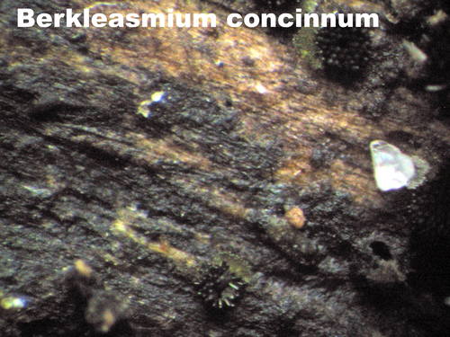 Sporidesmium