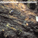 Berkleasmium concinnum - Photo (c) John Plischke, todos los derechos reservados