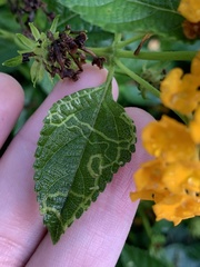 photo of Ophiomyia mine in a Lantana leaf