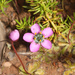 Drosera pauciflora - Photo (c) Ruth Ripley, όλα τα δικαιώματα διατηρούνται, uploaded by Ruth Ripley