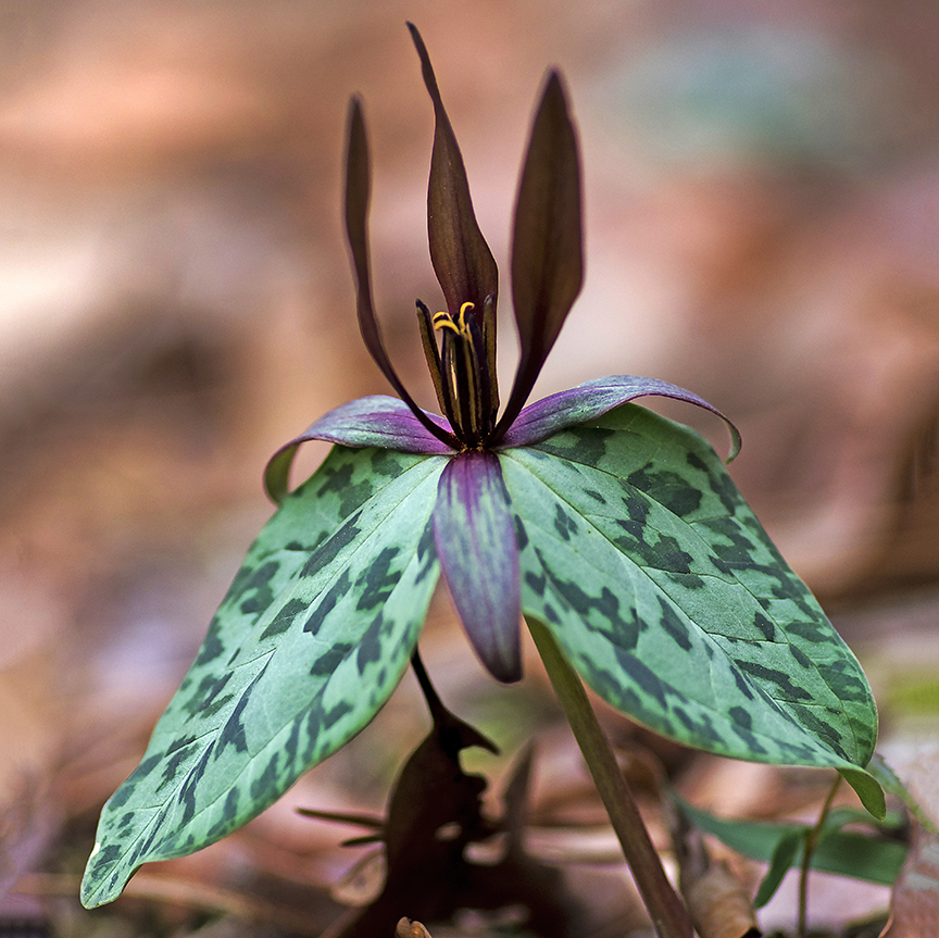 Trillium rugelii Waldlilie