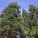 Giant Sequoia - Photo (c) Mara Redding, all rights reserved, uploaded by Mara Redding