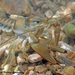 Ringed Crayfish - Photo (c) Dustin Lynch, all rights reserved, uploaded by Dustin Lynch