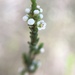 Micromyrtus minutiflora - Photo (c) John Smith, all rights reserved, uploaded by John Smith