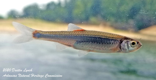 Carmine Shiner